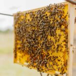 KP_16